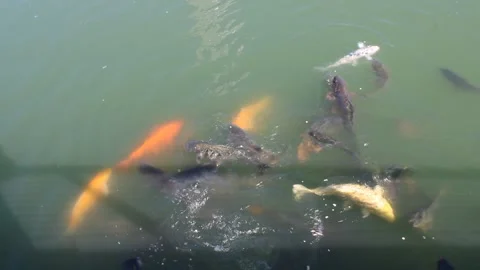 Koi swimming Video stock 170169113