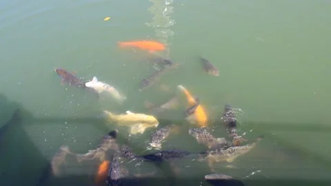 Koi swimming Video stock 170169133