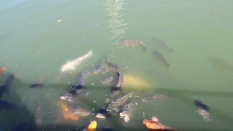 Koi swimming Video stock 170169157