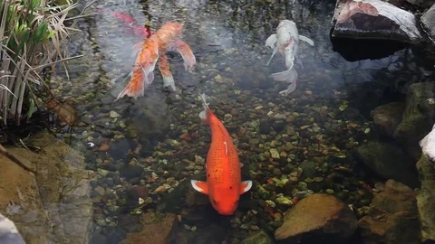 Koi swimming in a pond. Stockbeeldmateriaal 72930409