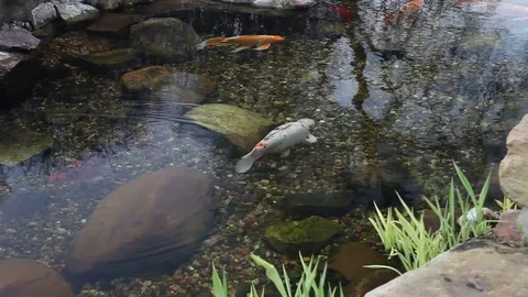 Koi swimming in a pond. Video stock 72930423