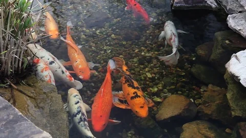 Koi swimming in a pond. Stockbeeldmateriaal 72930450
