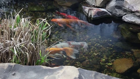 Koi swimming in a pond. Stockbeeldmateriaal 72930495