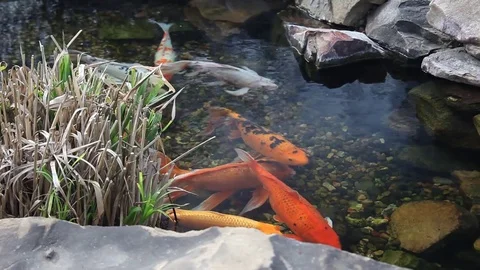 Koi swimming in a pond. Stockbeeldmateriaal 72930504