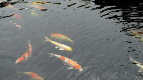 Koi swimming in the pond Stock Footage 101409013