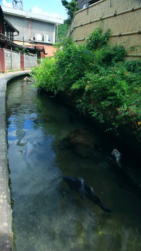 Koi Swimming in the Summer Iga Path Video stock 332459226