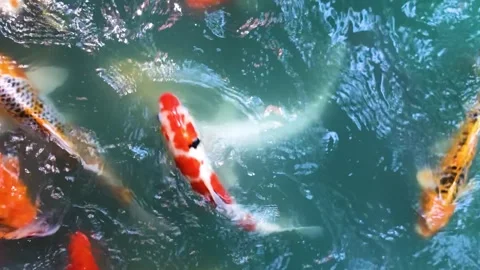 Koi under sunlight 스톡 동영상 273699864