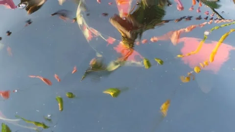 Koi of various colors Stock Footage 297844221