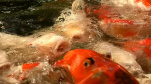Koi up very close Video stock 98781