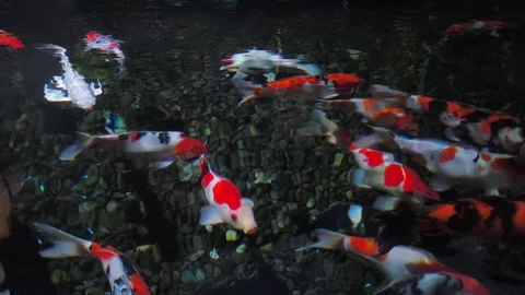 Koi/Cyprinus rubrofuscus fish swarm in dark Stock Footage 340142654