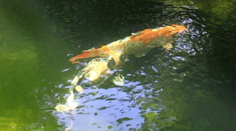 Koi,Fancy carp in pond. Stock Footage 65282776
