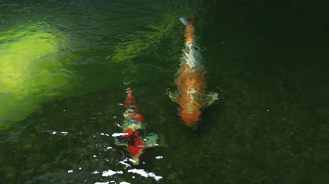Koi,Fancy carp in pond. Stock Footage 65282809