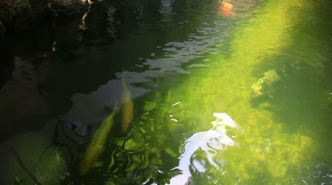 Koi,Fancy carp in pond. Stock Footage 65282842