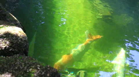 Koi,Fancy carp in pond. Stock Footage 65282855