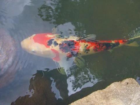 Koifish carp Foto stock