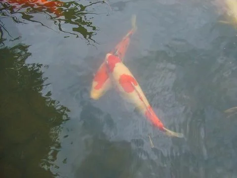 Koifish carp Stock-Fotos