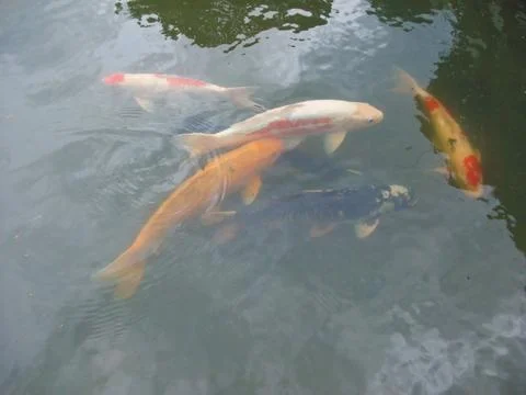 Koifish carp Foto stock