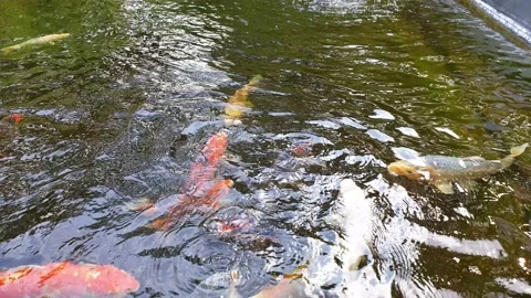 Koifisheating Stock Footage 138261014