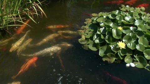 Koilili2 Stock-Footage 844099