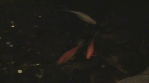 KoiPond01 Stock Footage 556306