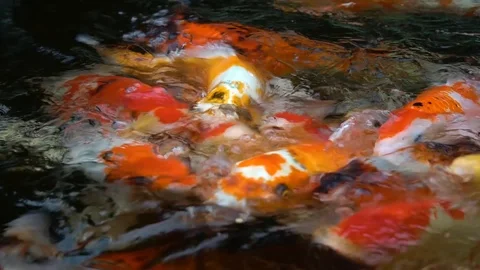Kois Feeding pond Stock Footage 91984203