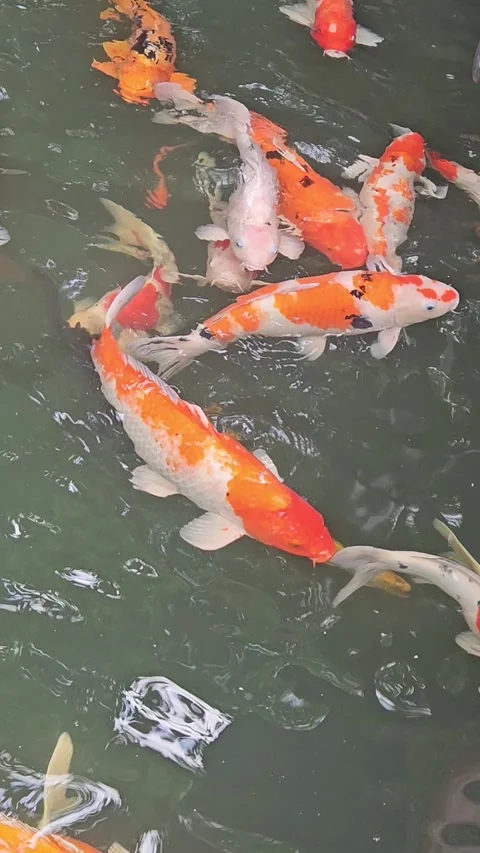 Kois in a pond Stockbeeldmateriaal 319348489