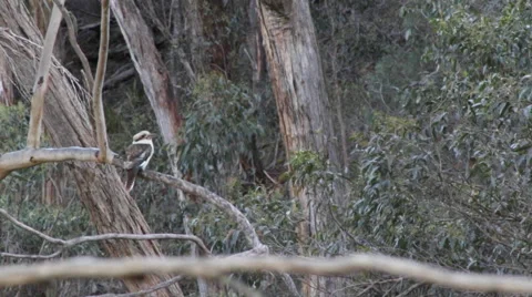 Kokaburra on branch while windy 스톡 동영상 67393787
