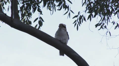 Kokaburra pooping close up 스톡 동영상 67412951
