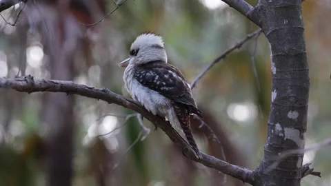 Kokaburra sit in tree looking around close up Stock Footage 287113548