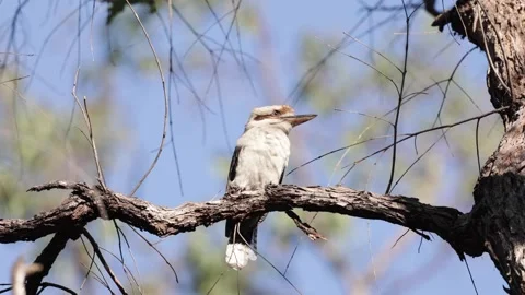 Kokaburra sitting perched in tree Stock Footage 288802493
