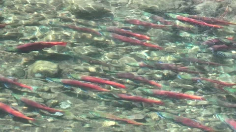 Kokanee salmon, against the current Stock Footage 42419139