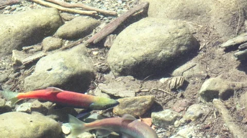 Kokanee salmon, finding mate Stock Footage 42419007