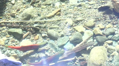 Kokanee salmon, log jam Stock Footage 42419072
