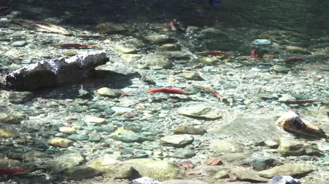 Kokanee salmon, looking for mate Stock Footage 42419153