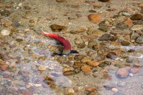 Kokanee Salmon Stock Photos