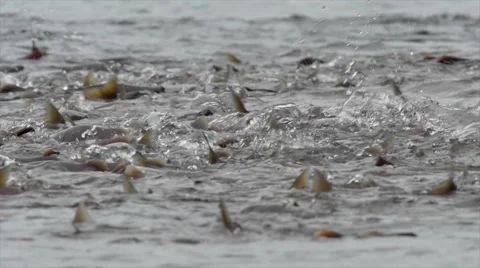 Kokanee Salmon Spawning Stockbeeldmateriaal 54170727