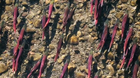 Kokanee salmon spawning 스톡 동영상 255334137