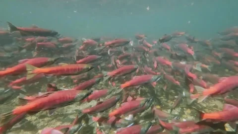 Kokanee salmon spawning upstream in creek Stock Footage 281990692