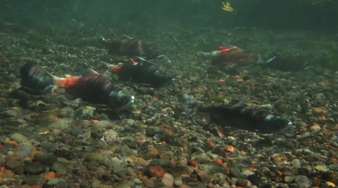 KOKANEE SALMON SWIMMING UPSTREAM TO SPAWN Stock Footage 53340034