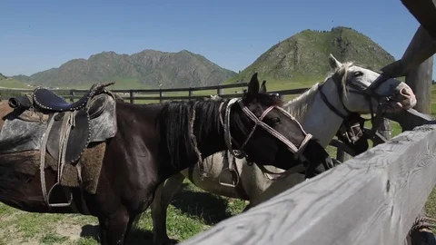 Kökbörü Game Stock Footage 81456059