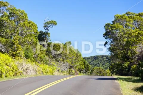 The Kokee State Park road through rainforest in Kauai, Hawaii. Stock Photos