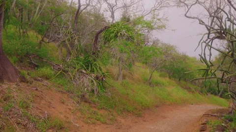 Koko Crater Botanical Garden Loop Trail, Oahu, Hawaii  Dry land plants, cacti, a Stock Footage 325756409