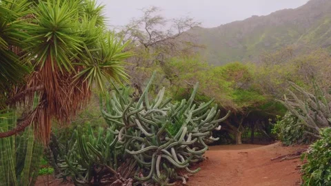Koko Crater Botanical Garden loop trail walk on Oahu, Hawaii, showcasing unique Stock Footage 325759927