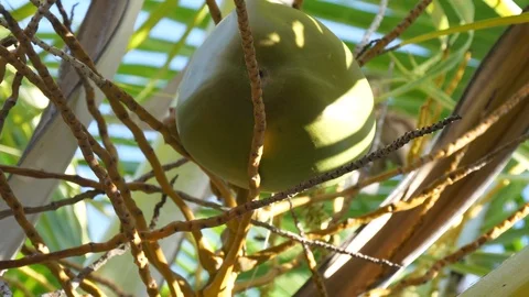 Kokonut spinning Palmtree Video stock 105466650