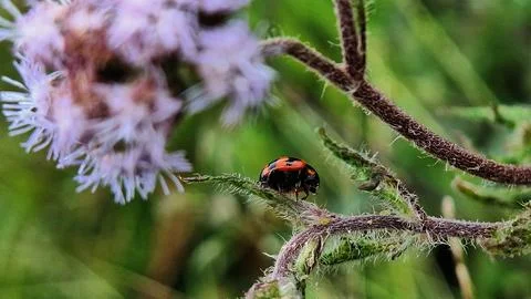 Koksi beetles Stock Photos