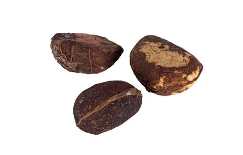 Kola nuts in studio Stock Photos