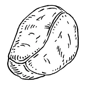 Kola nuts without shell. Vector engraving black vintage Illustrazione stock