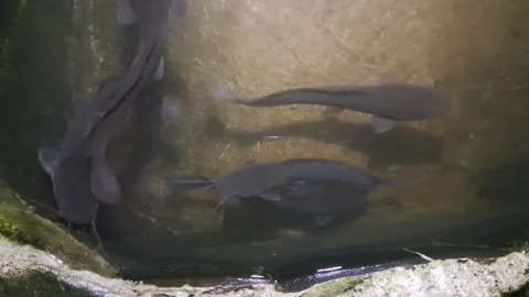 Kolam ikan Stock Footage 302140540
