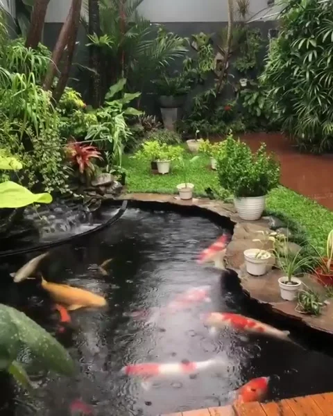 Kolam Ikan Koi Stock Footage 240291996