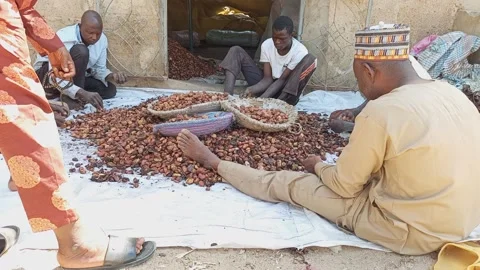 Kolanut Traders Hand Sorting Produce At Mariri Market Kano Nigeria 動画素材 324811113